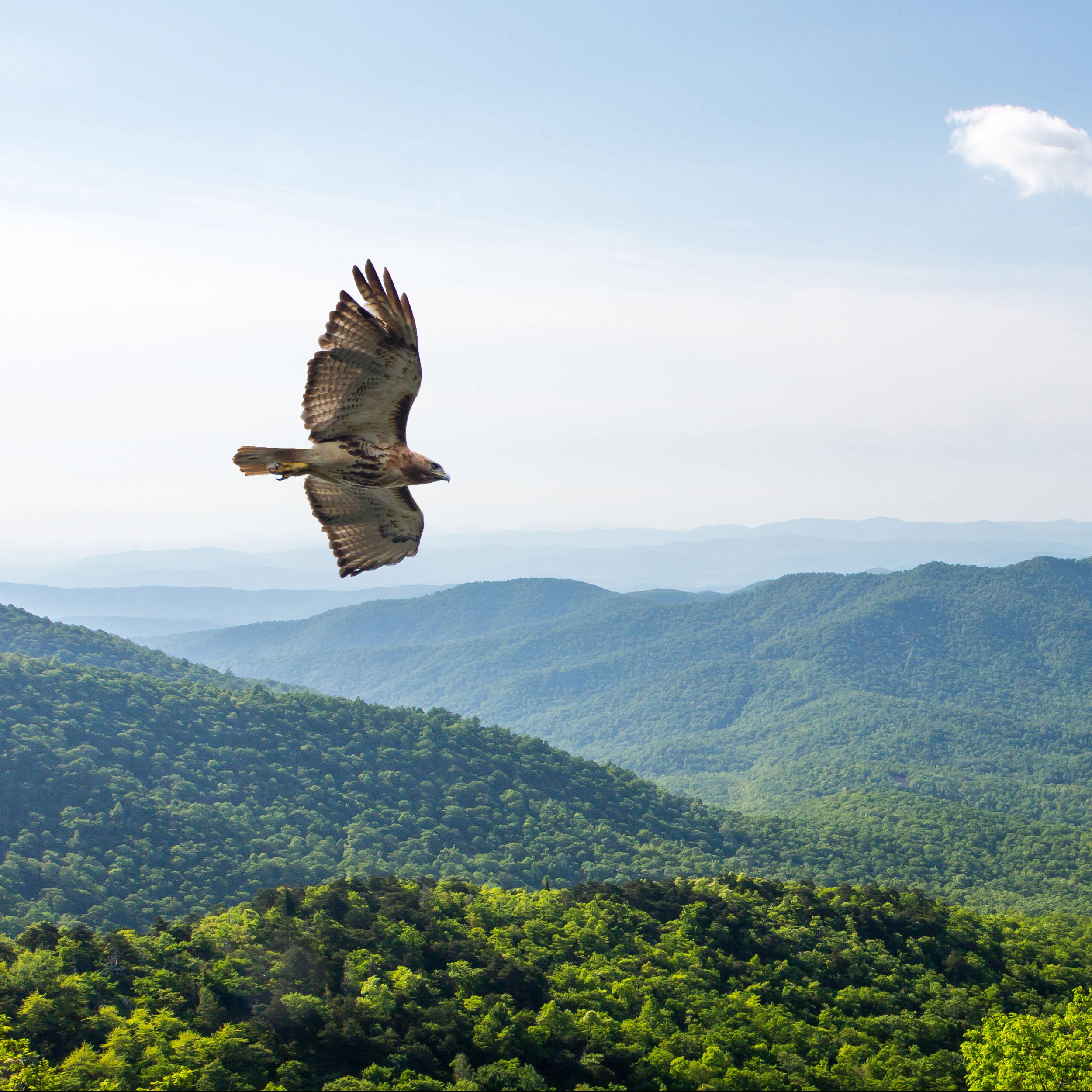 nc-high-country-fall-hawk-migration