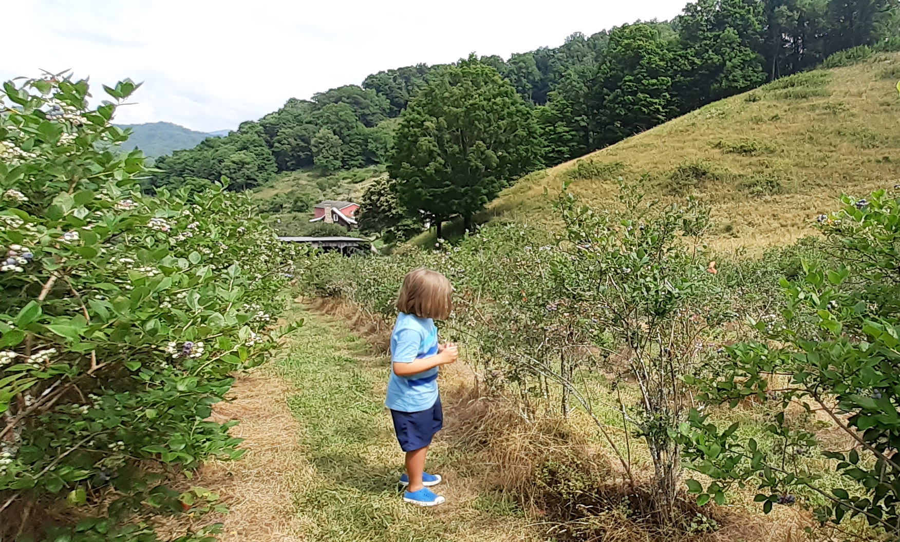 Lansing NC Blueberry Farm