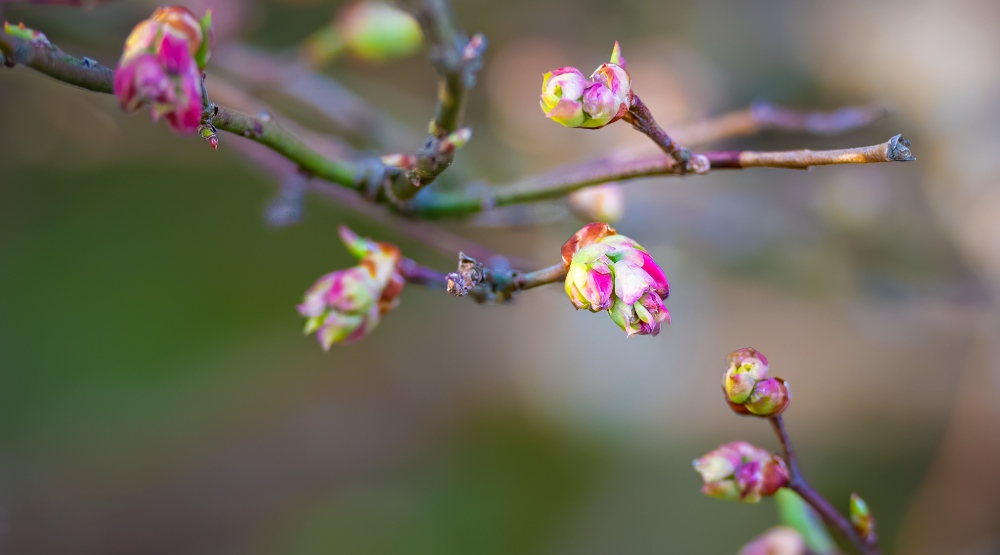 April 25- Grandfather Mountain Pinkshell Azalea Buds