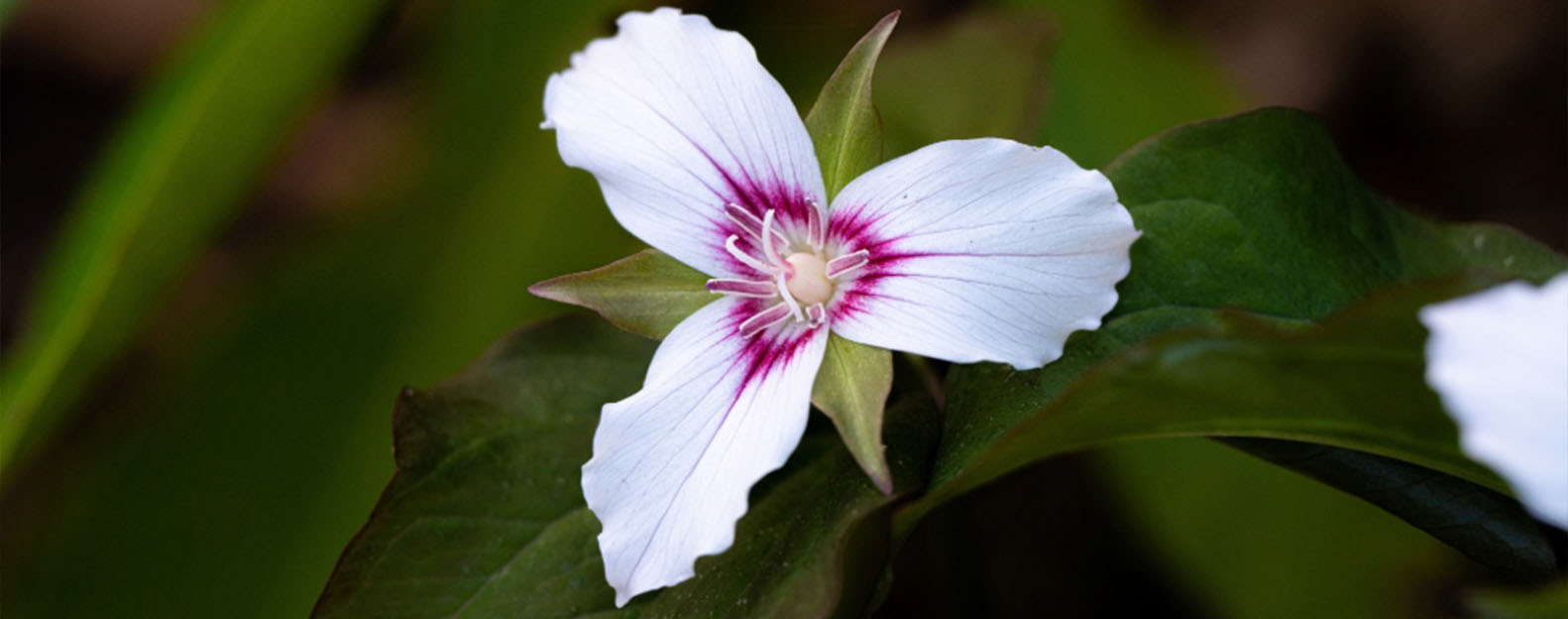 May 6- Painted Trillium- Grandfather Mountain