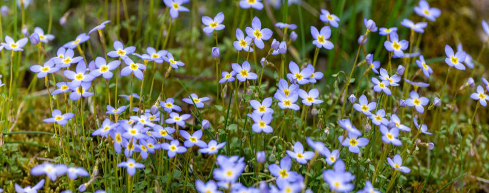 May 9- Bluets- Grandfather Mountain