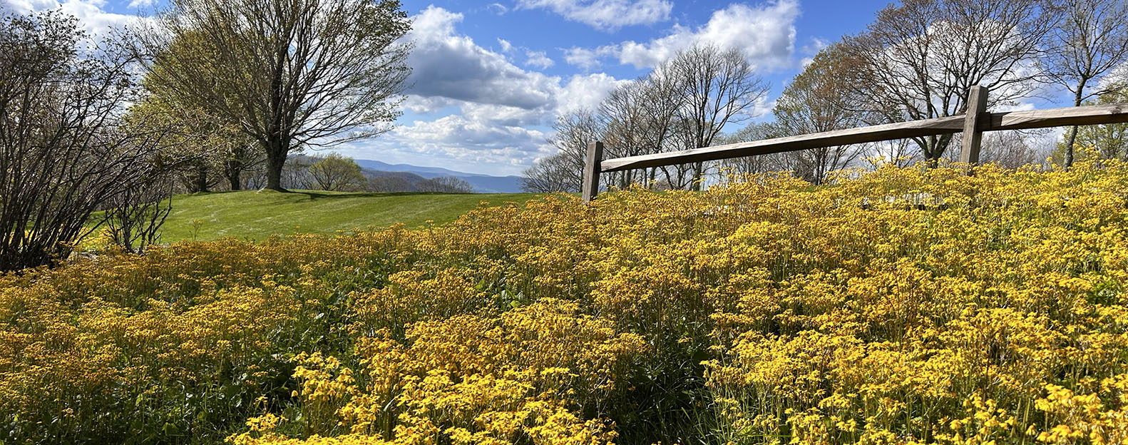 May 8- Spring Blooms- Beech Mountain Golf Course