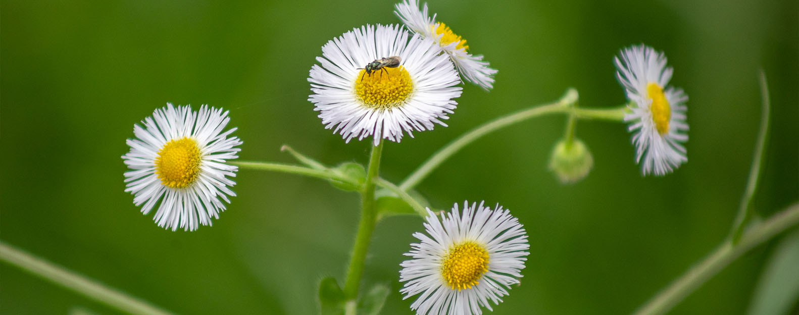 May 1- Erigeron Daises along the Blue Ridge Parkway