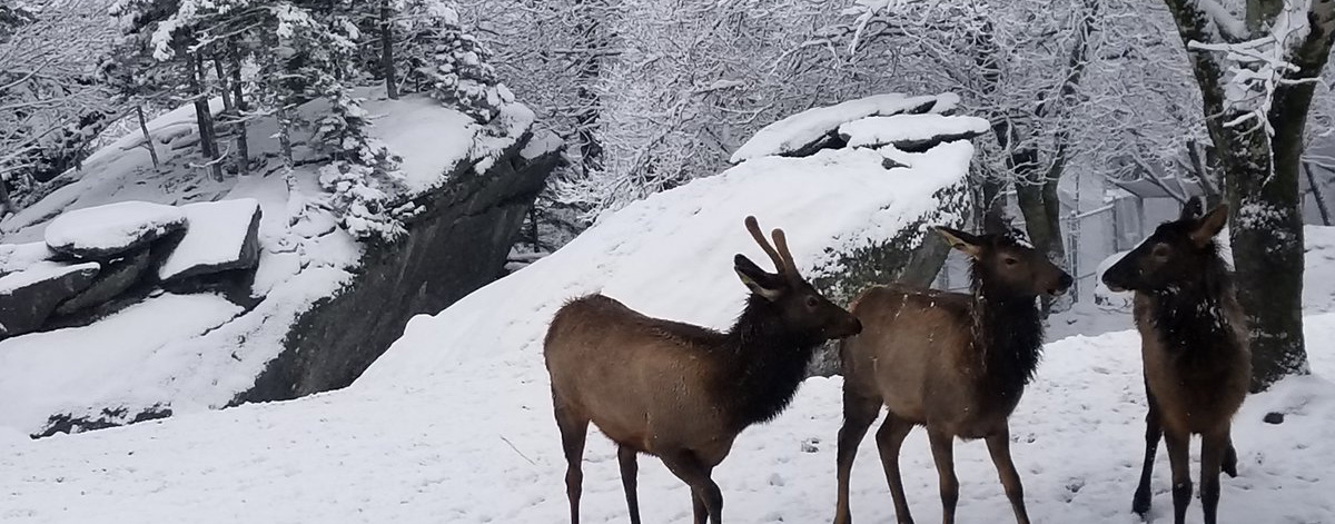 Grandfather Mountain Elk Habitat, Linville