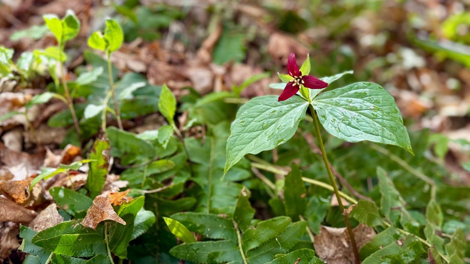 May 1- Red Trillium on Sugar Mountain