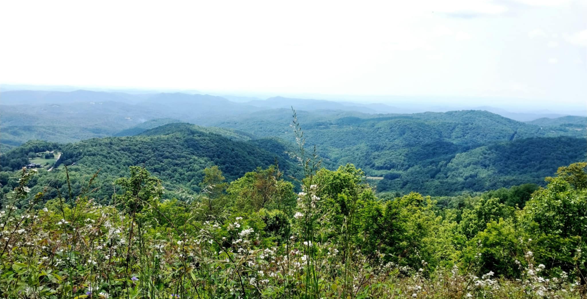 June 2- Wild Rose on the Blue Ridge Parkway in Blowing Rock
